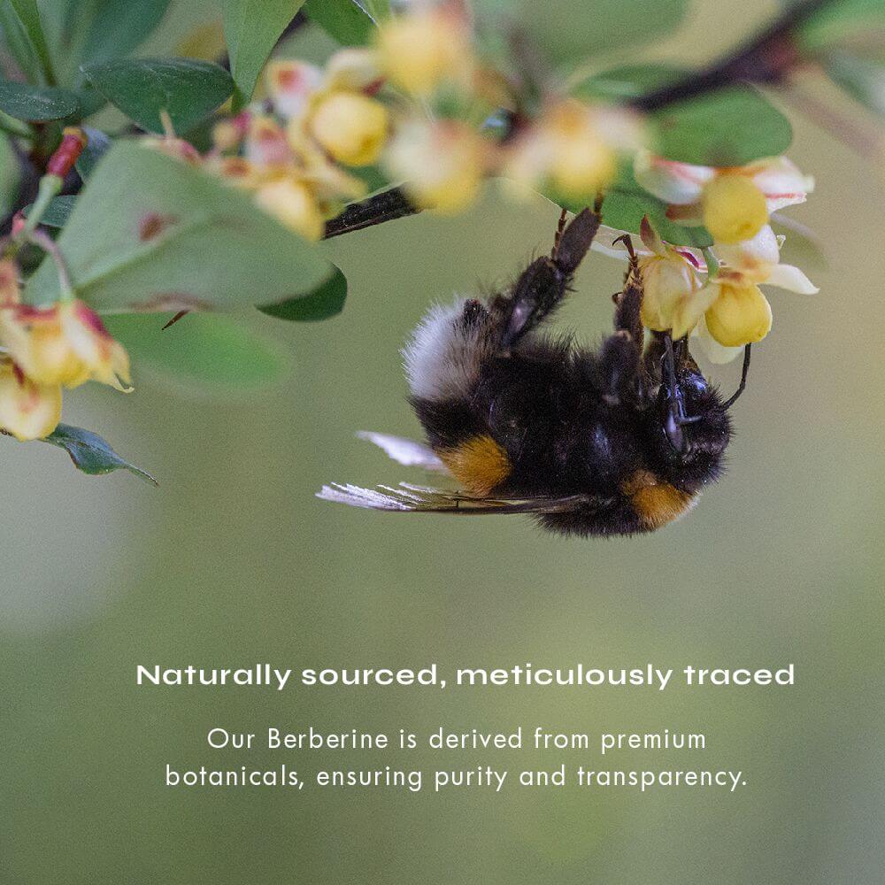 Berberine Capsules - Image 4