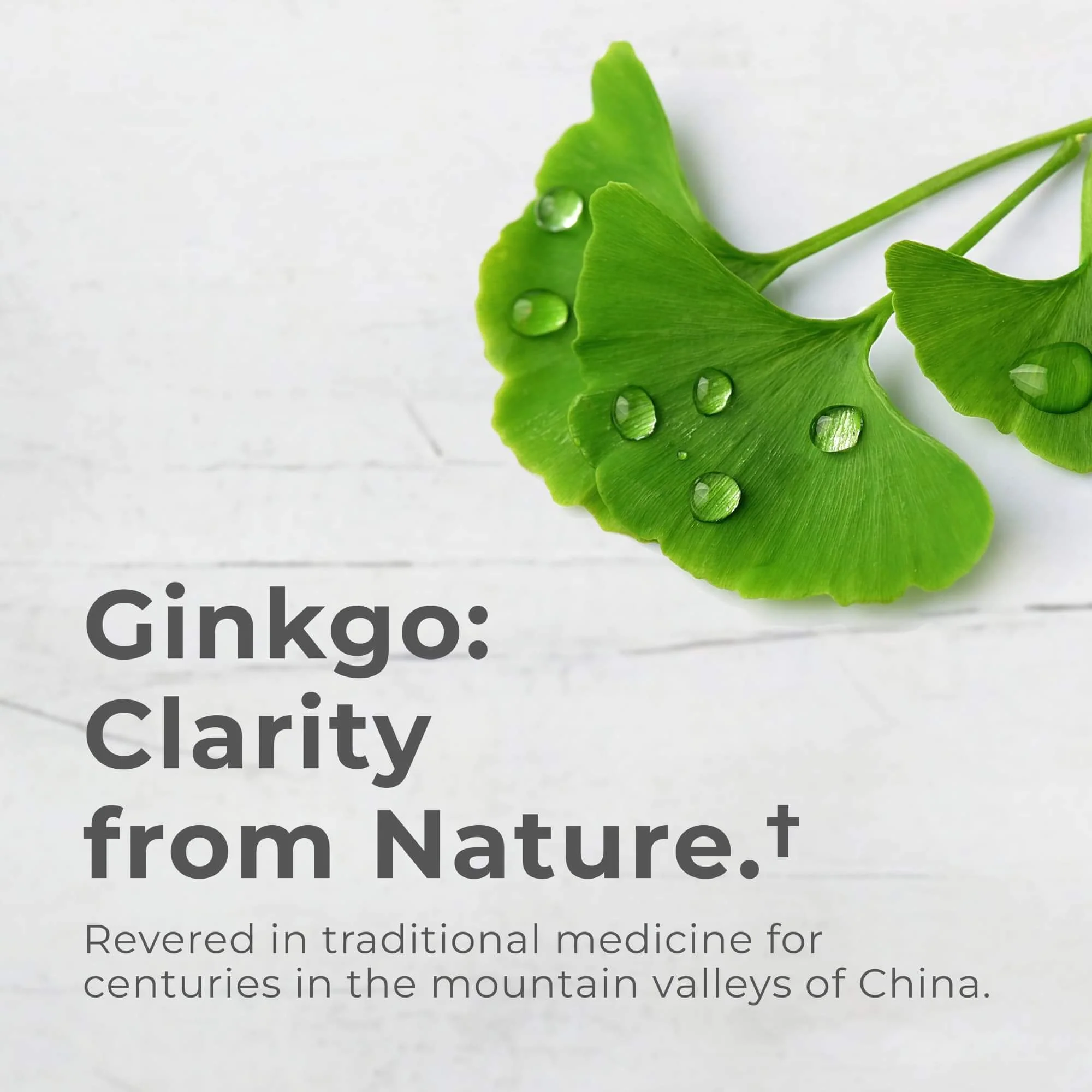 Ginkgo Biloba Capsules - Image 7